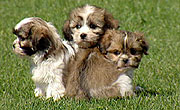 shih tzu care sheet maltese x shih tzu burke s backyard shih tzu care sheet maltese x shih tzu burke s backyard