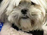 maltese x shih tzu temperament maltese x shih tzu burke s backyard maltese x shih tzu temperament maltese x shih tzu burke s backyard