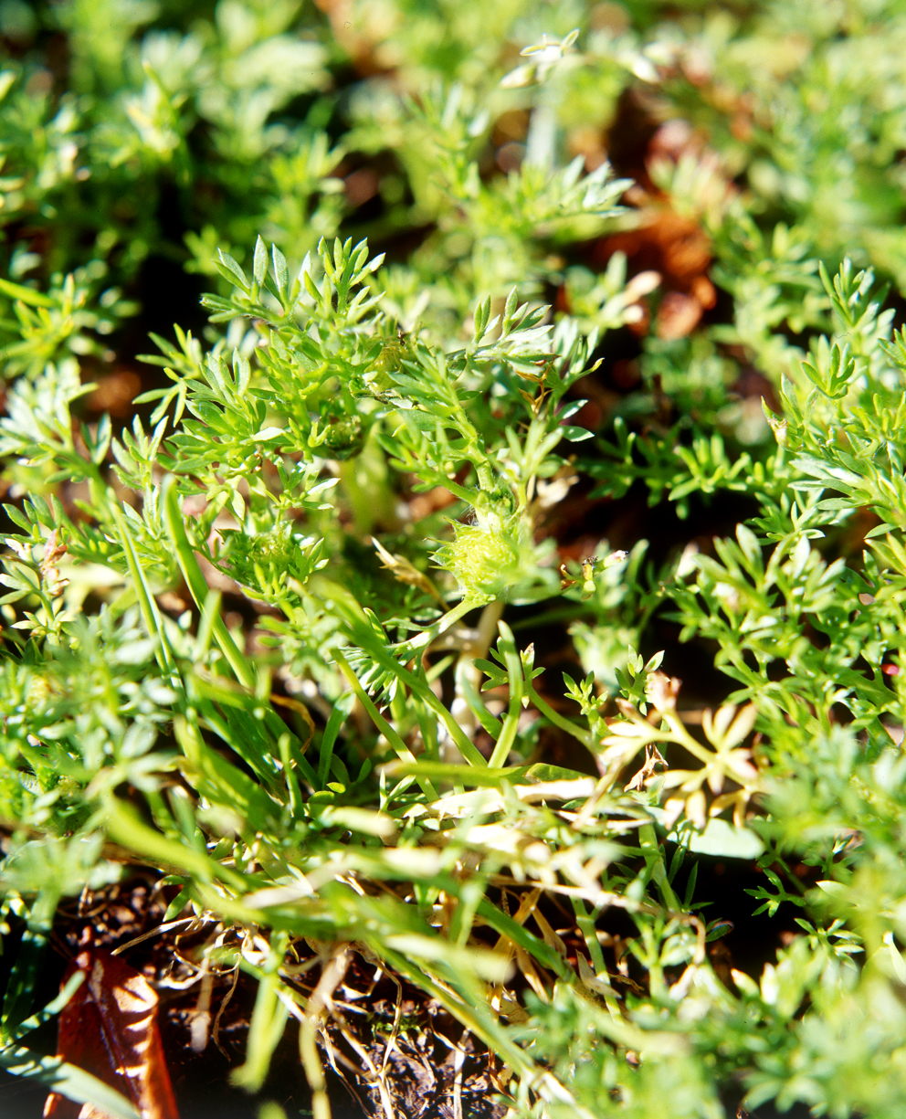 Bindii Burke�s Backyard