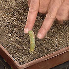 Propagating Succulents Propagating Succulents