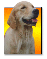 golden retriever fact sheet golden retriever burke s backyard golden retriever fact sheet golden retriever burke s backyard