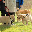 golden retriever fact sheet newfoundland burke s backyard golden retriever fact sheet newfoundland burke s backyard
