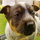 Burke S Backyard Dog Breeds Burke S Backyard Dog Breeds