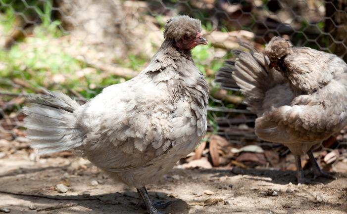 Araucana Chickens