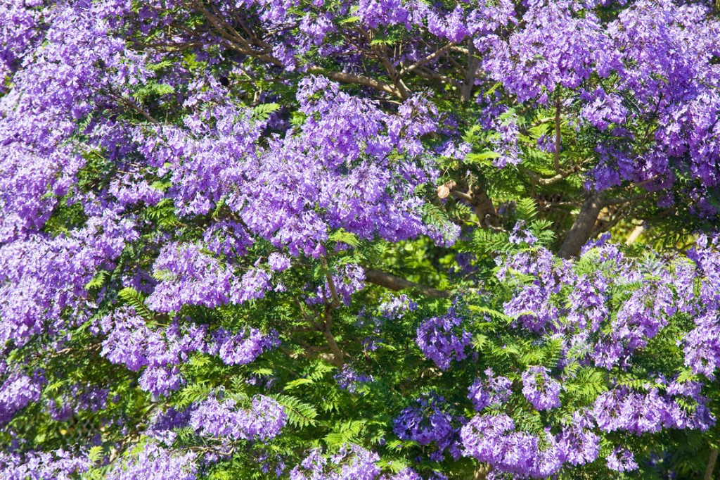 purple flowers