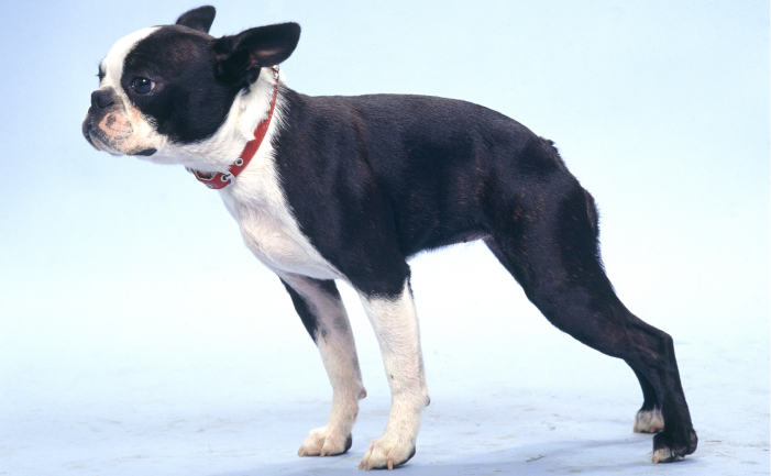 Bosotn Terrier dog