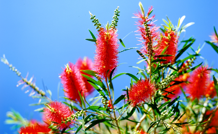 Red callistemon