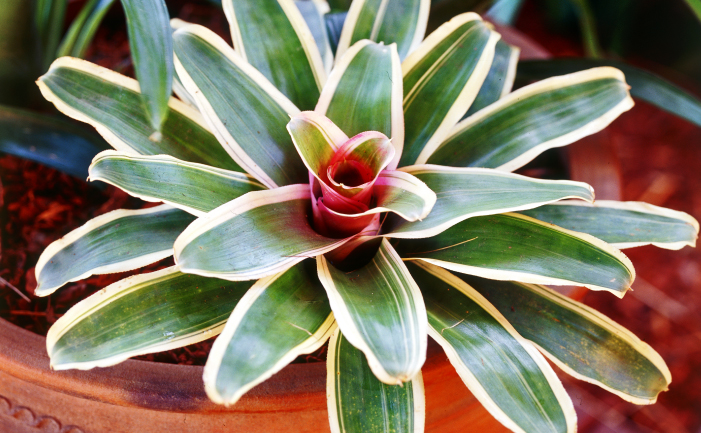 Bromeliad plant