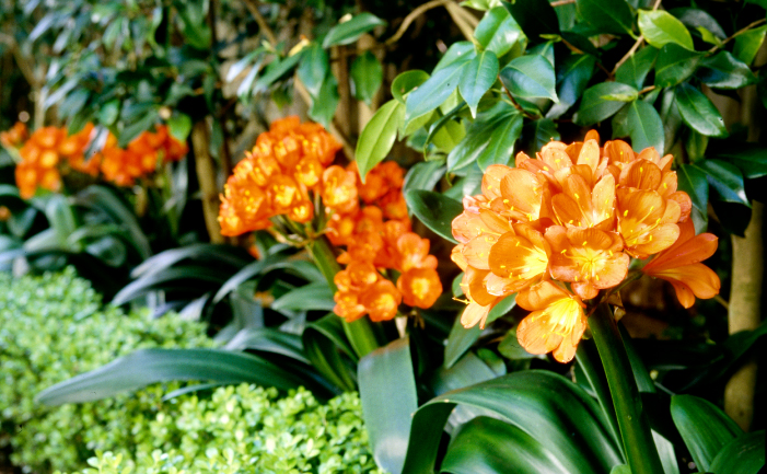 Clivia plants