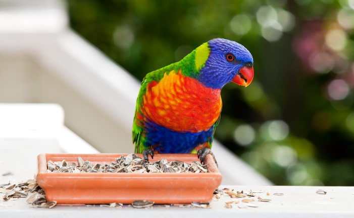 Lorikeet