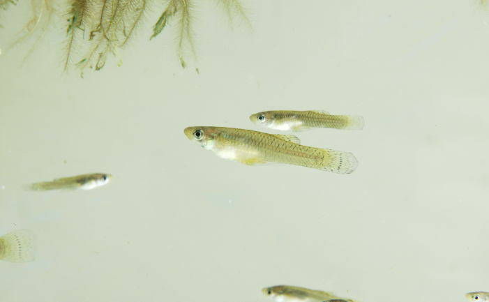 Gambusia fish