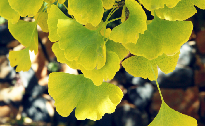 Ginkgo biloba leaf