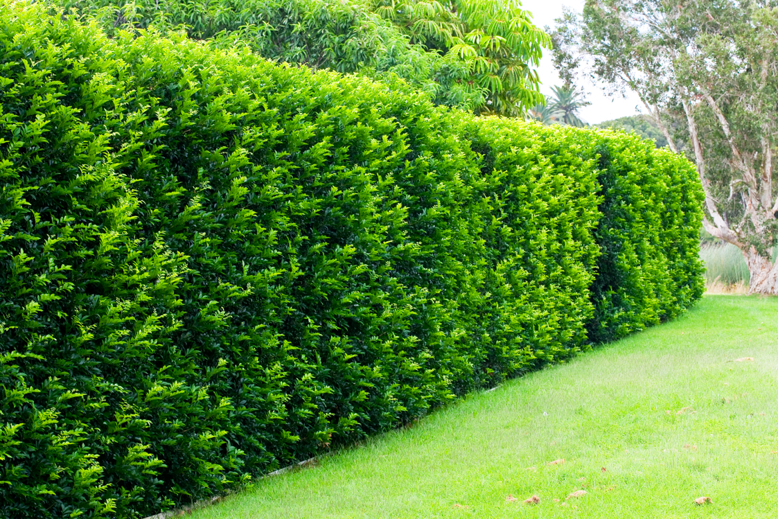 5 Of The Best Hedges For Creating Privacy