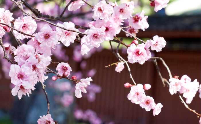 picture cherry Asian style blossom