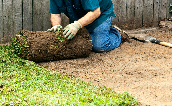 Turf lawn