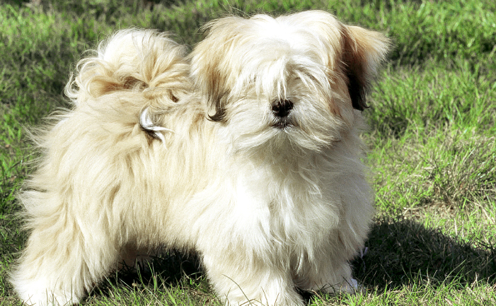 Lhasa Apso dog