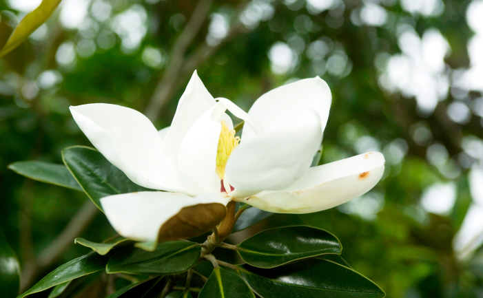 White magnolia flower