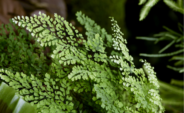 maidenhair fern burke s backyard maidenhair fern burke s backyard