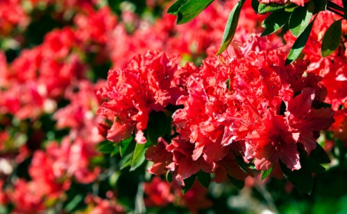 Red Rhododendrons