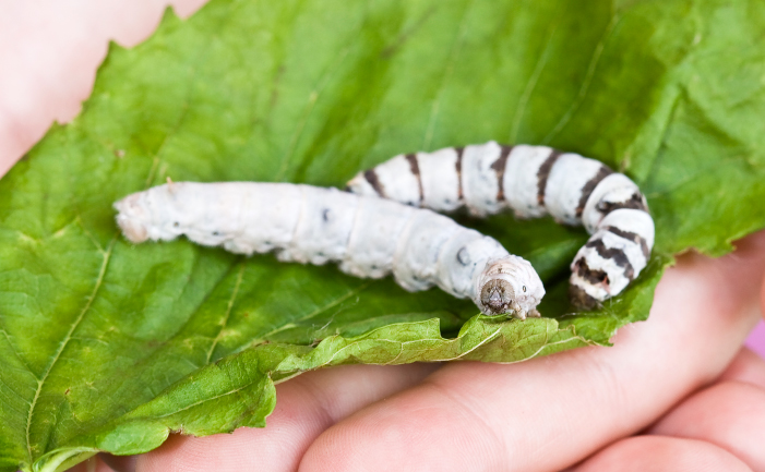 Two silk worms