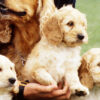 Spoodle pups