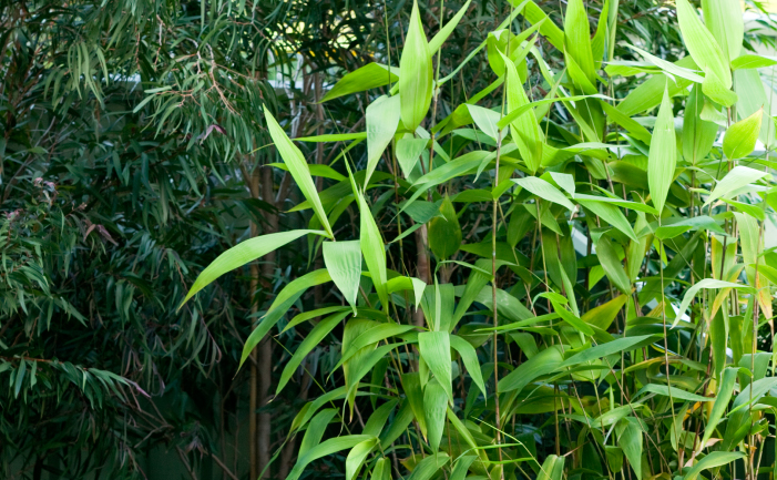 Tiger Grass plant