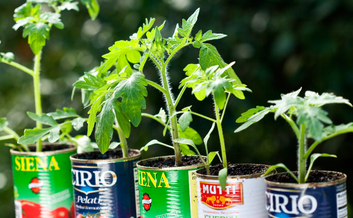 Growing Tomatoes - seedlings