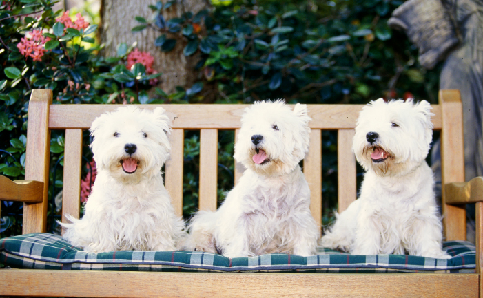 White terrier puppies