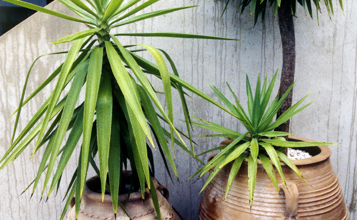 What are tips for yucca tree care?