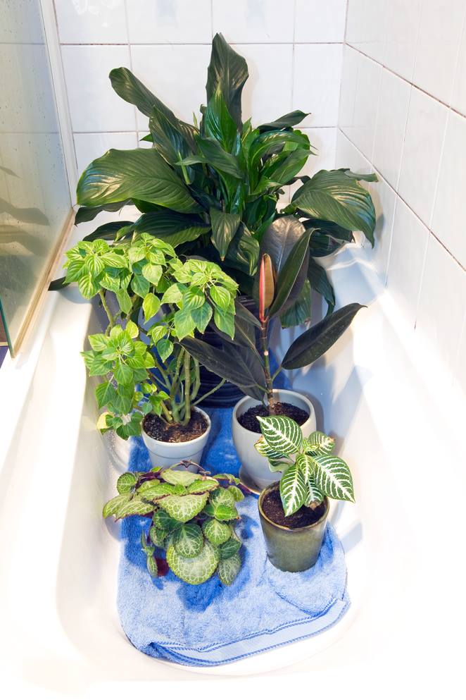 plants in bath