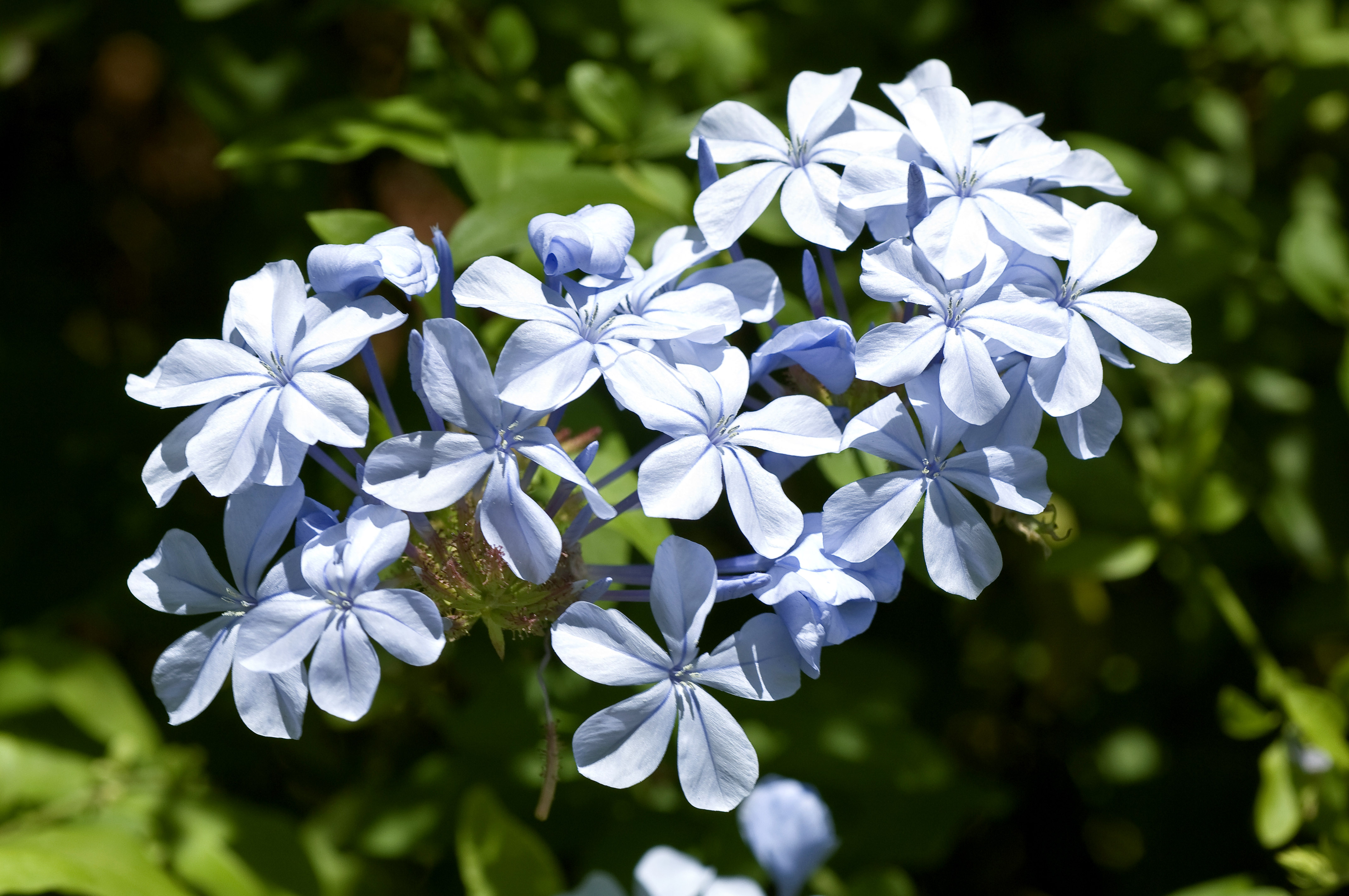 pale blue flowers for hair