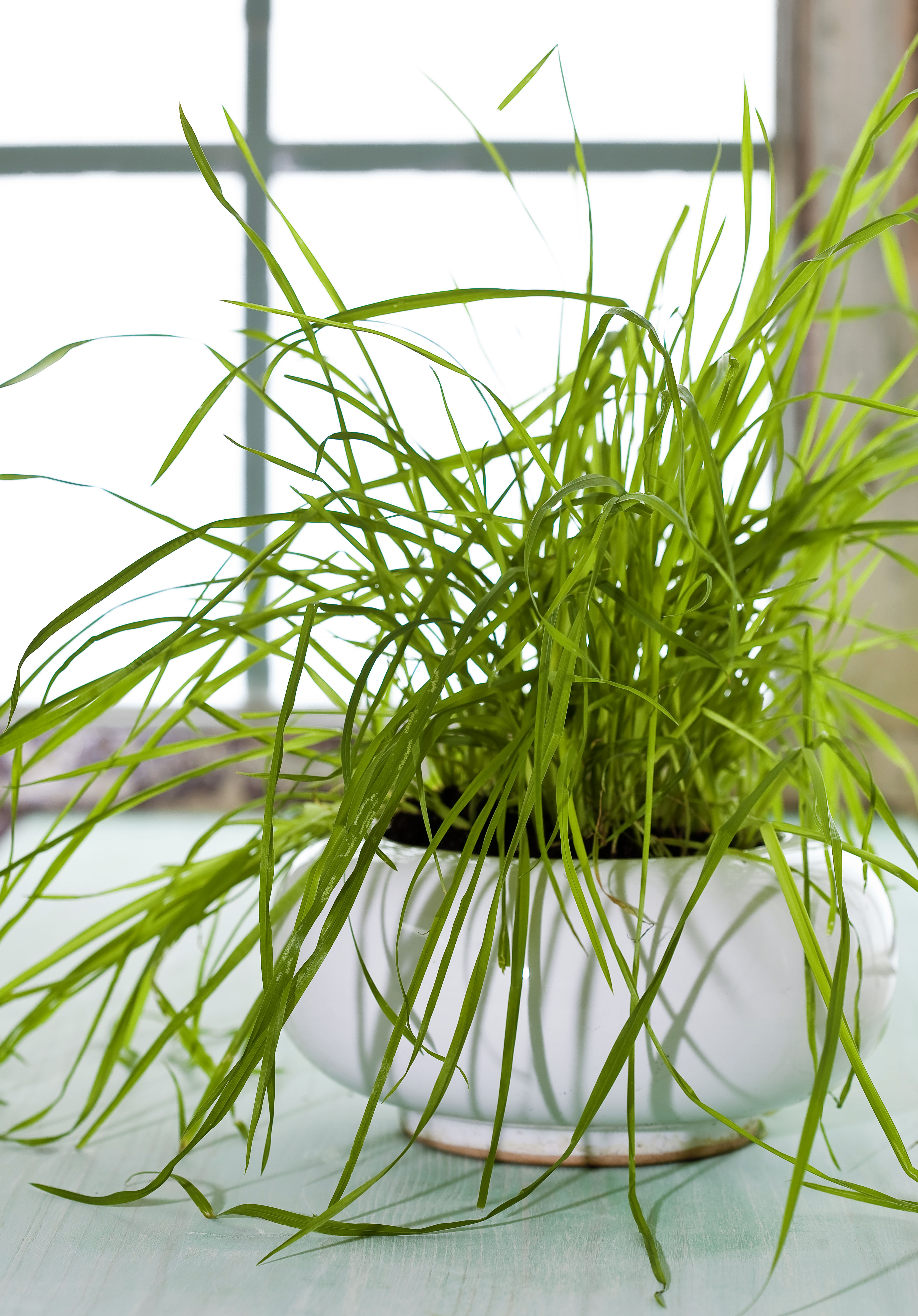 Don�s Tips Cat Plants Burke�s Backyard