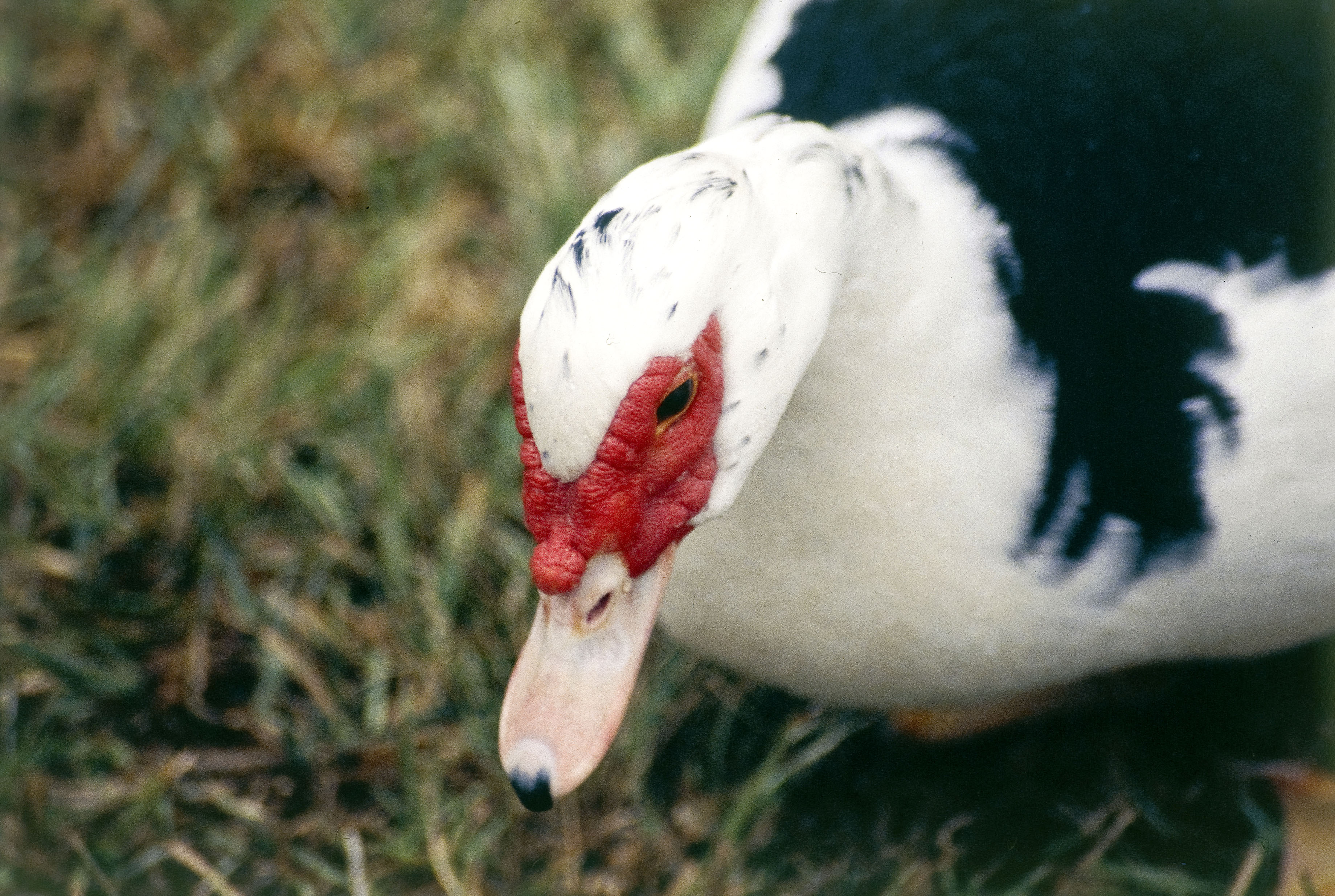 muscovy duck