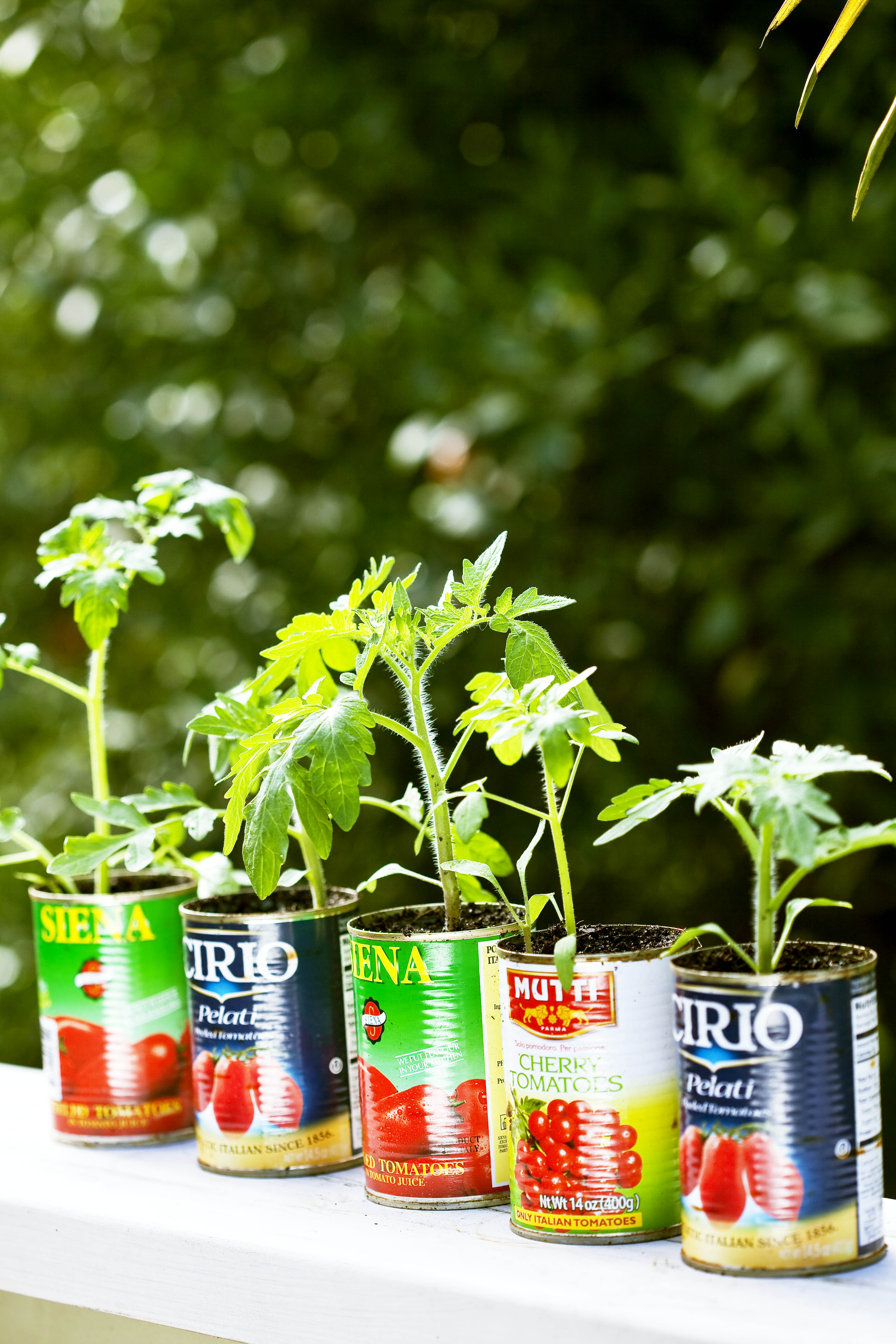 tomato seedlings