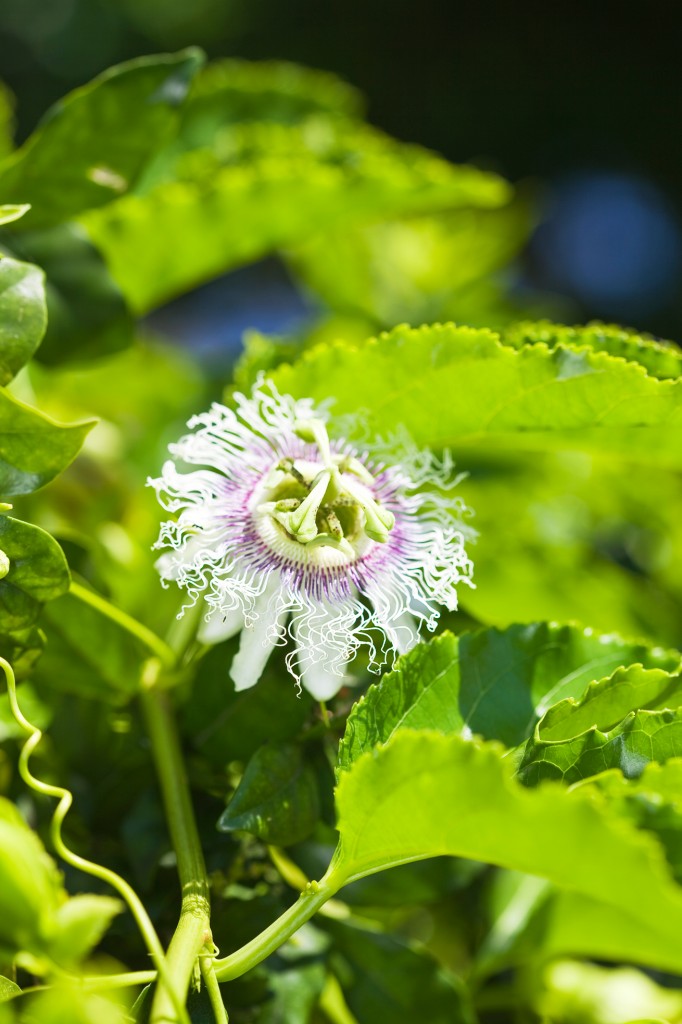 passion flower