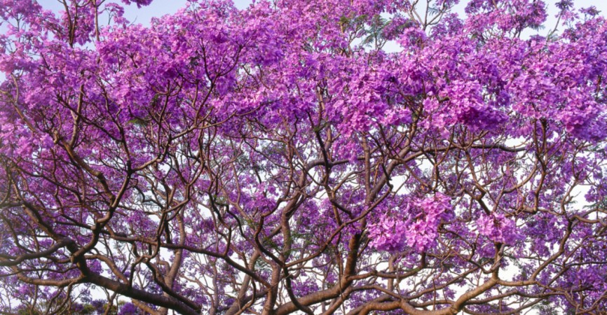 Jacaranda In Cold Climate