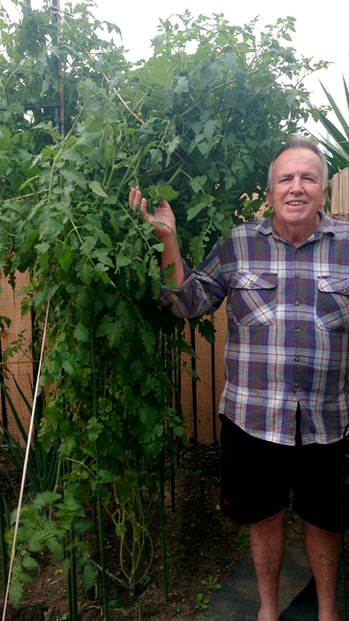 Chris and his overgrown tomato bush