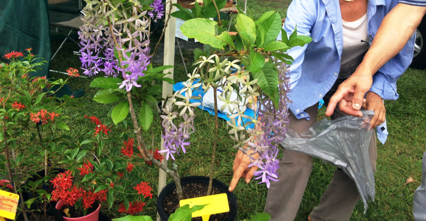 A photo of an unidentified plant sent in by Louise