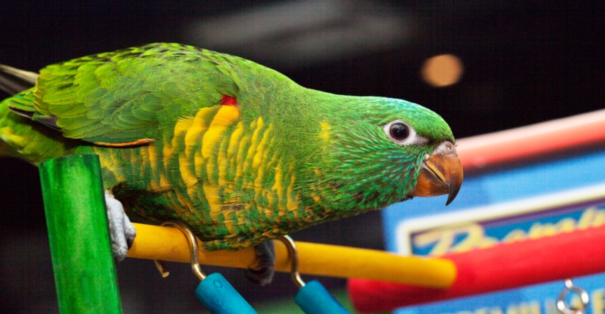 Problem Bird - a scaly breasted lorikeet on a perch.