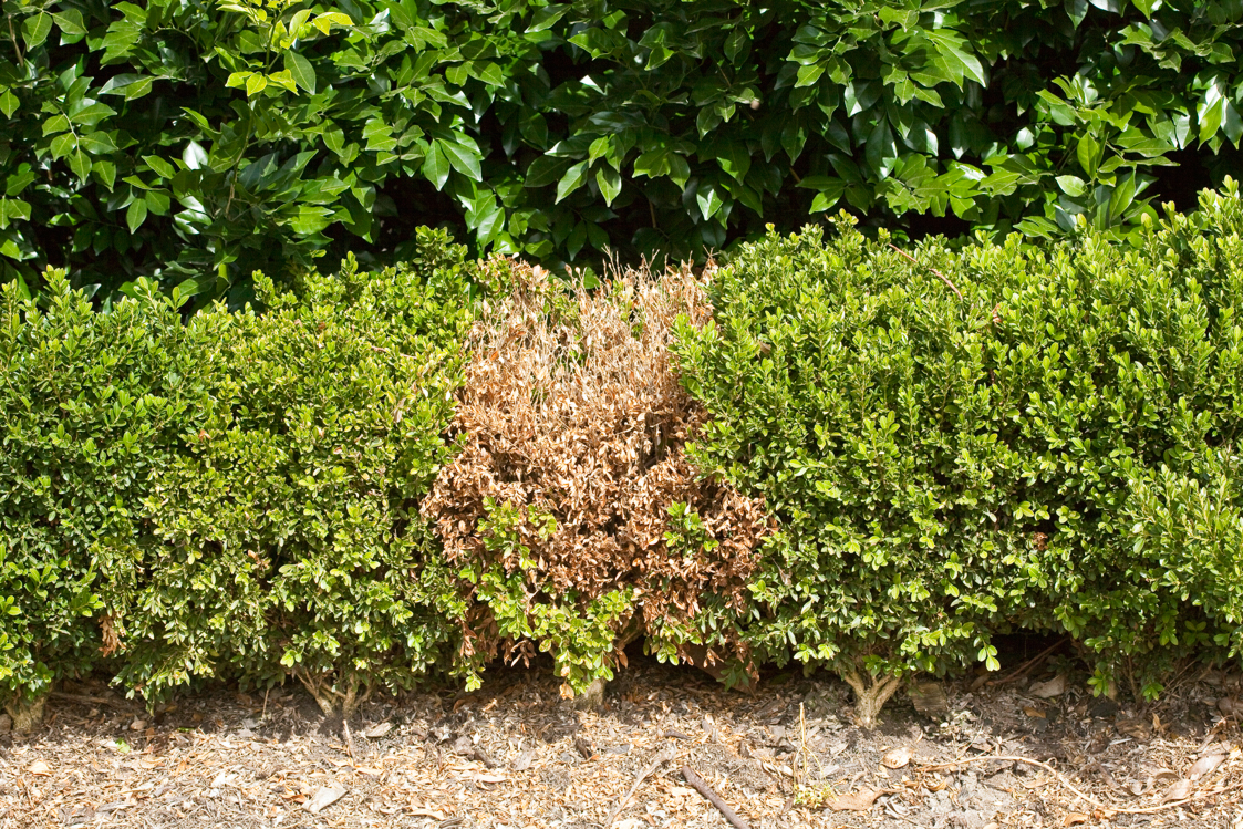 Patchy Hedge