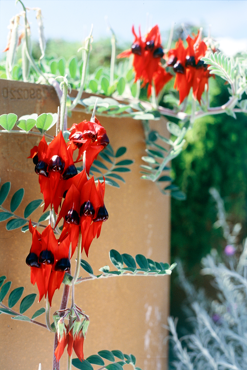 Sturts Desert Pea