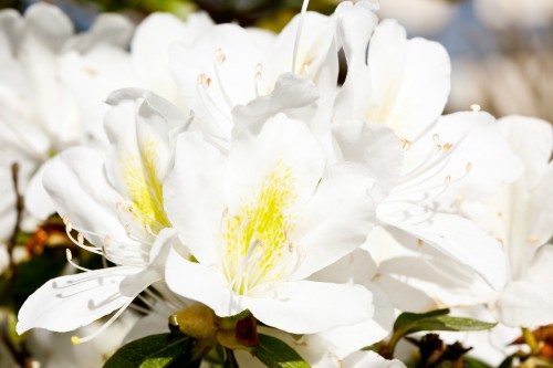 What are some tips and facts about growing azaleas?