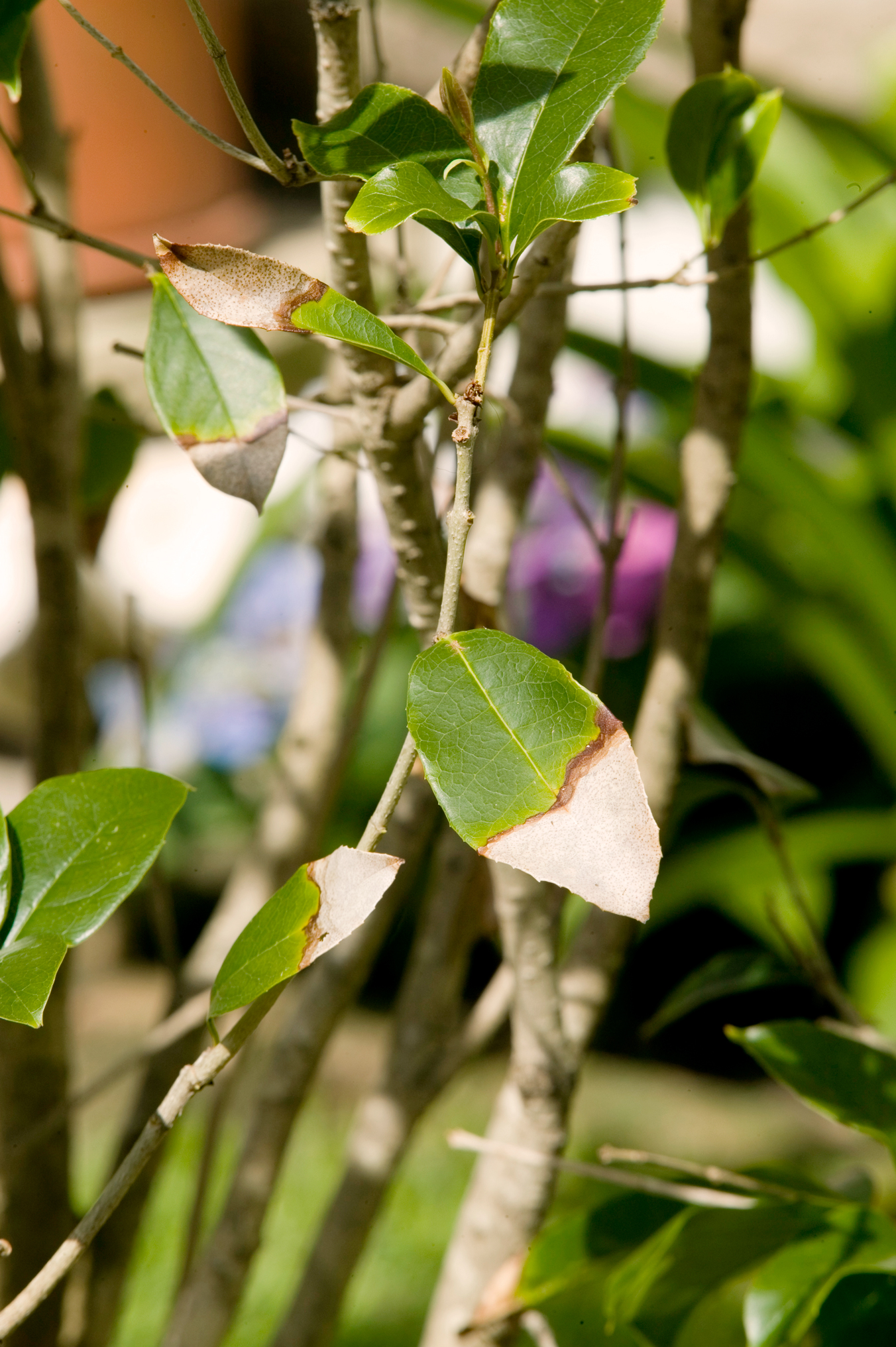 Don�s Tips Plants Have Suntan Burke�s Backyard