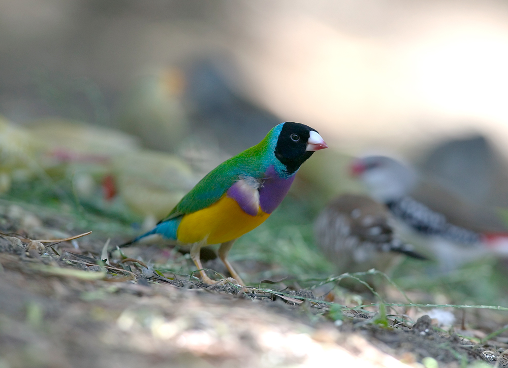 What do wild finches eat?