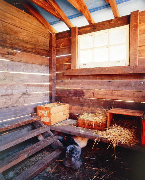 Chicken Coop