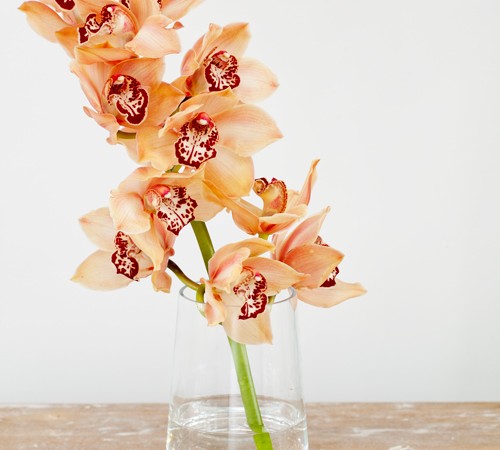 Cymbidium - Winter Orchids