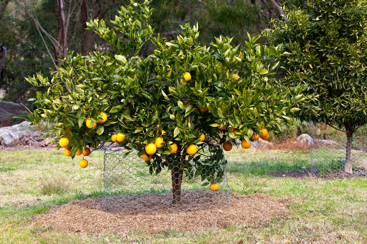 Best Backyard Citrus Care - Burke's Backyard