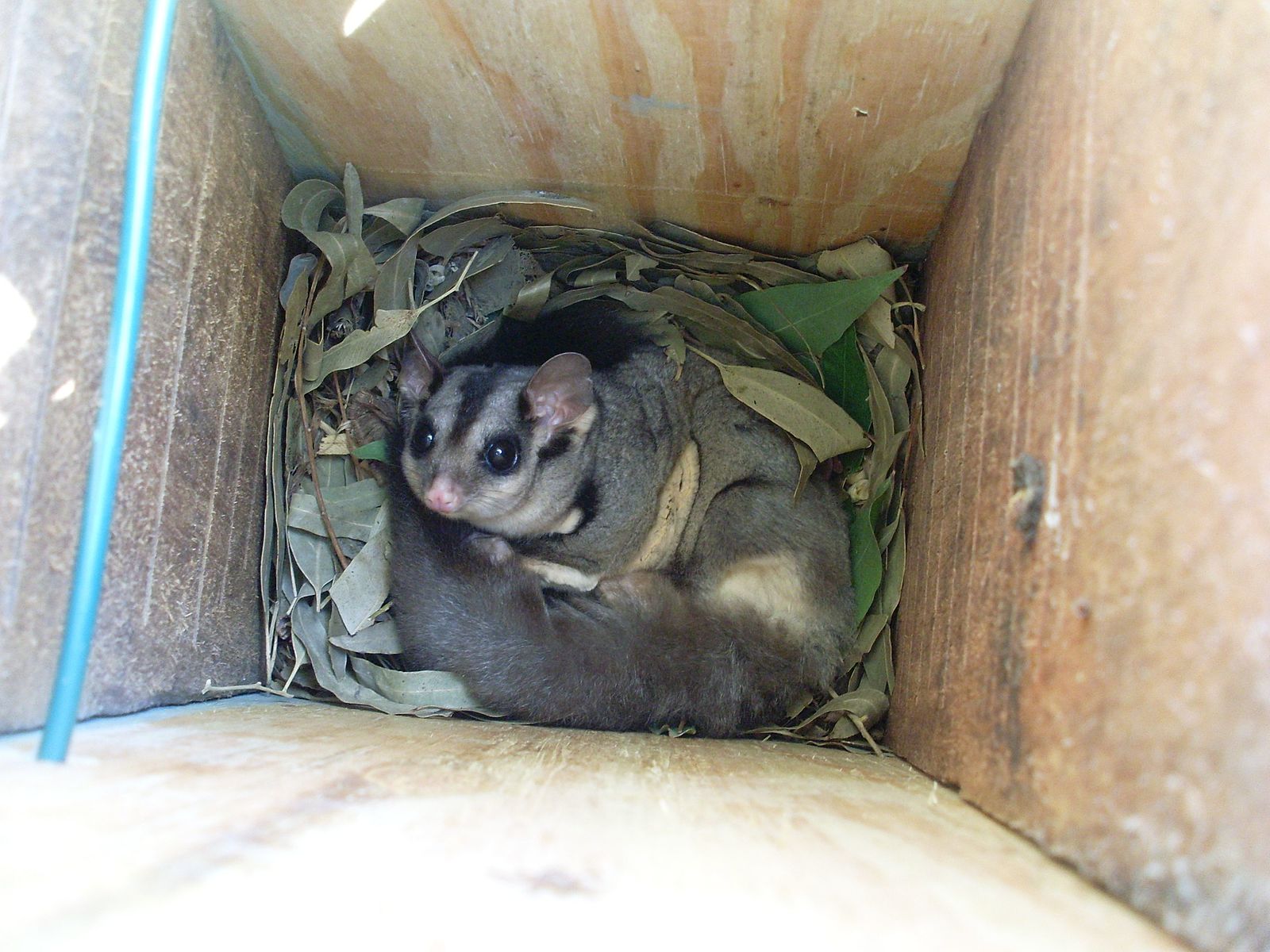 By Brisbane City Council (Squirrel Gliders in Nestbox  Uploaded by russavia) [CC BY 2.0 (http://creativecommons.org/licenses/by/2.0)], via Wikimedia Commons
