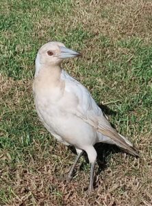 Names for colour variants in wild birds