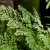 Maidenhair Fern